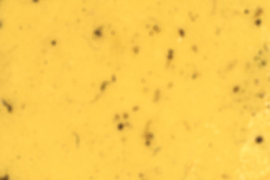 Image 20
